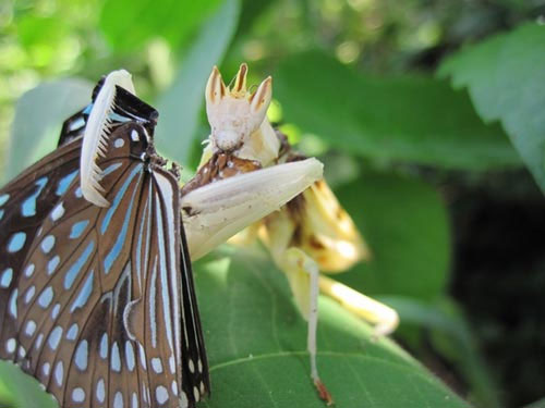 Picture 8 of Praying Mantis prey with a flower-like shape