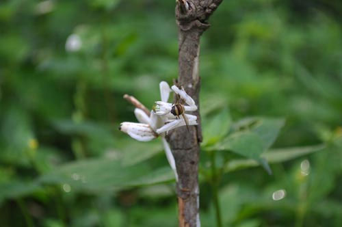 Picture 9 of Praying Mantis prey with a flower-like shape