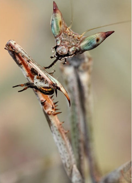 Picture 10 of Praying Mantis show off kung-fu