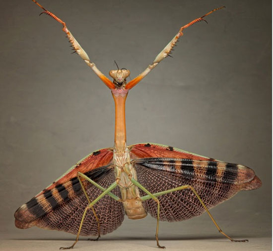 Picture 11 of Praying Mantis show off kung-fu
