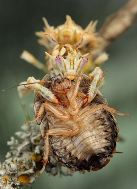 Picture 12 of Praying Mantis show off kung-fu