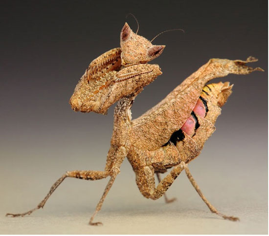 Picture 13 of Praying Mantis show off kung-fu