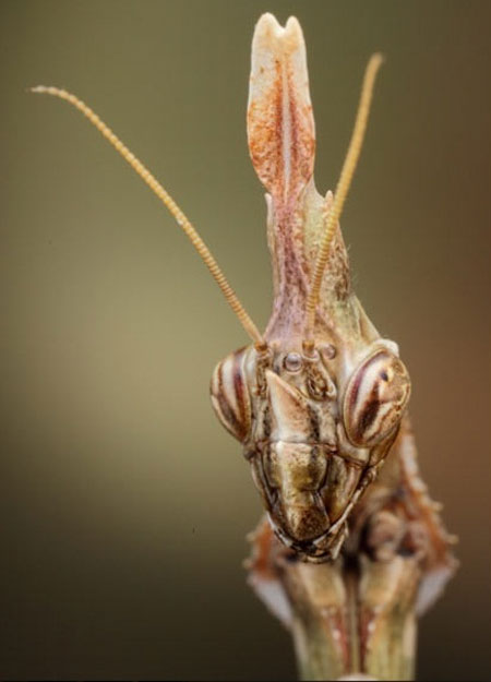 Picture 9 of Praying Mantis show off kung-fu