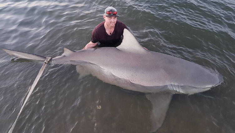 Picture 1 of Pregnant bull sharks are 3m long and bite on Australian rivers