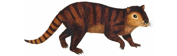 Picture 1 of Prehistoric beavers used to dominate the world after the dinosaur era
