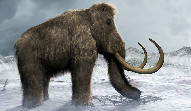 Picture 1 of Prehistoric mammoths are about to revive in 'Jurassic Park' in Russia?