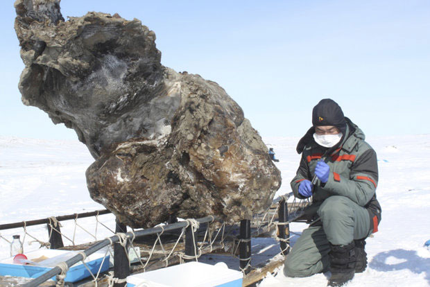 Picture 2 of Prehistoric mammoths are about to revive in 'Jurassic Park' in Russia?