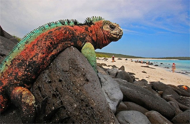 Picture 8 of Prehistoric reptiles are present in the middle of the sea
