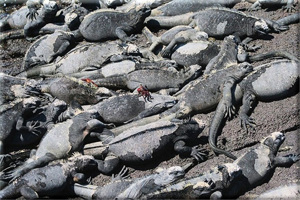 Picture 9 of Prehistoric reptiles are present in the middle of the sea