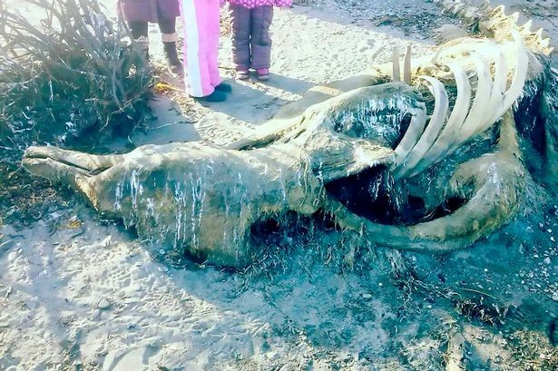 Picture 1 of 'Prehistoric sea monsters' rotted down on the Russian coast