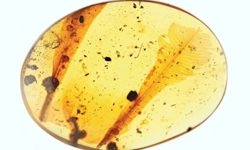 feathers in amber