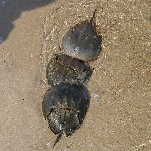 Picture 4 of Prehistoric tanks crawling under the sea?
