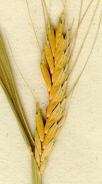 Picture 2 of Preliminary genes help create salt-tolerant wheat