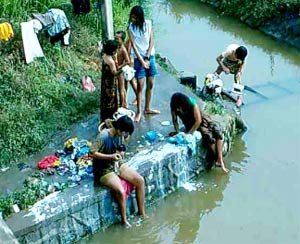 Picture 2 of Preparation of vaccines against cholera from ... rice!