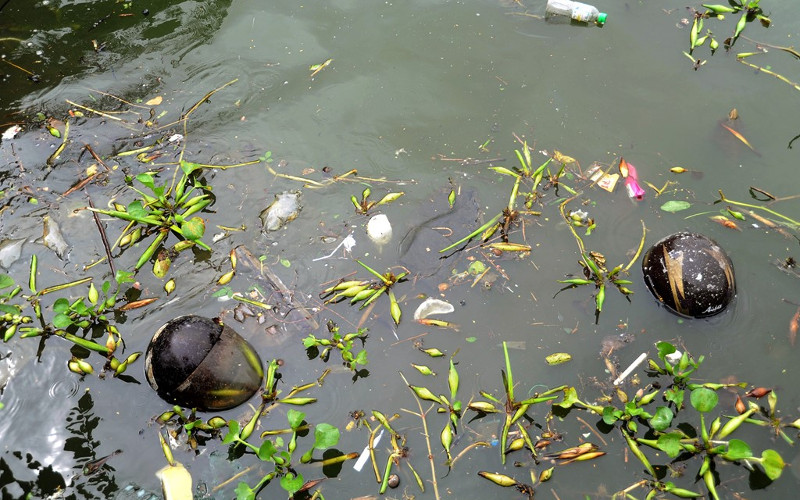 Picture 7 of Preparations of Germany to rescue dirty lakes in Hanoi