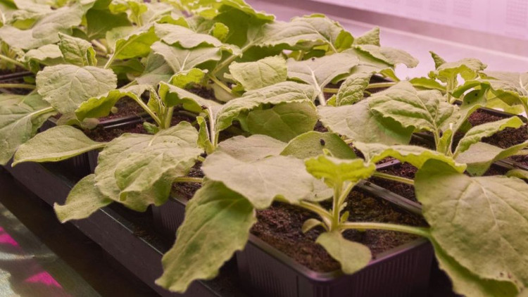 Picture 1 of Prepare vaccines from green plants, why not?