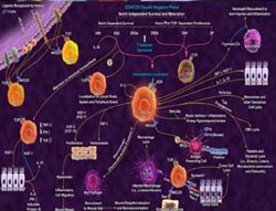 Picture 1 of Preparing new anti-cancer drugs with high effectiveness
