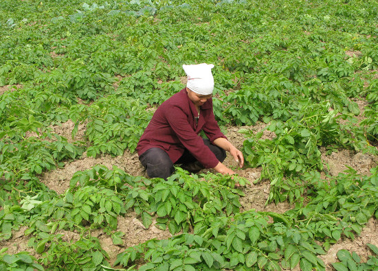 Picture 1 of Preparing products from bacteria helps increase peanut yield