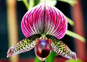 Picture 1 of Preserve the gene pool of wild orchids before it's too late