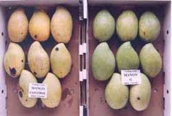 Picture 2 of Preserving fruit with MA membrane
