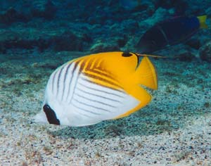 President Bush protects the marine environment images 1