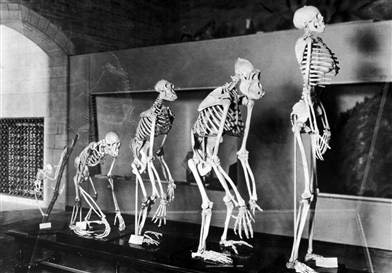 Picture 1 of Pressure makes people evolve faster