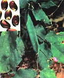 Picture 3 of Prevent diabetes with beans
