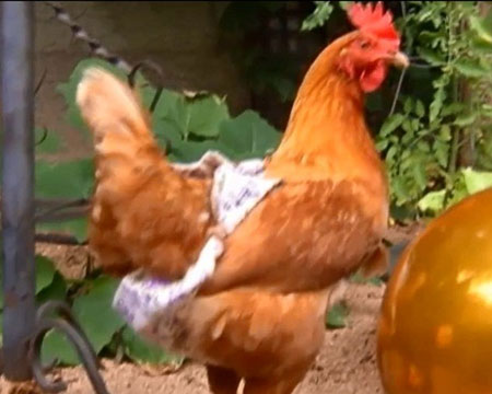 Picture 1 of Prevent disease for chickens by closing diapers