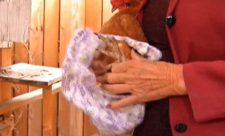 Picture 2 of Prevent disease for chickens by closing diapers