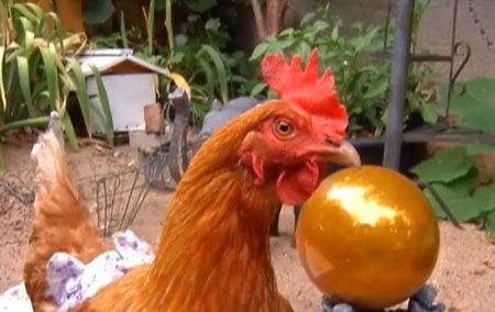 Picture 3 of Prevent disease for chickens by closing diapers