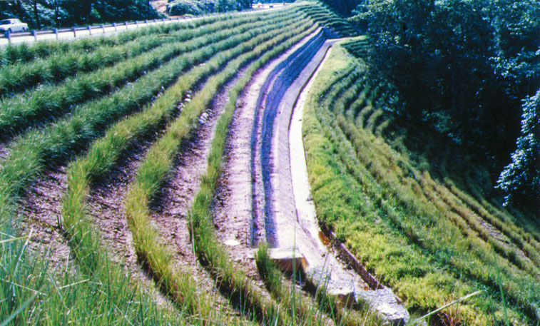 Picture 1 of Prevent landslides by vegetation