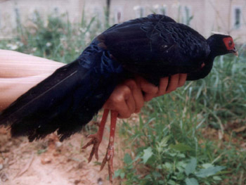 Picture 2 of Prevent precious animal slaughter