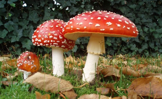 Picture 1 of Preventing the ingestion of deadly poisonous mushrooms