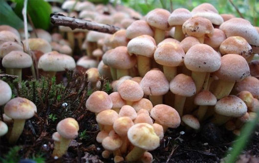 Picture 2 of Preventing the ingestion of deadly poisonous mushrooms