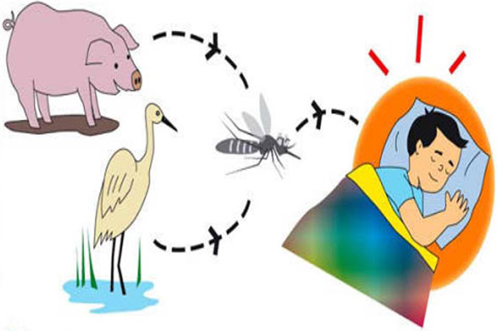 Picture 1 of Prevention and treatment of Japanese encephalitis