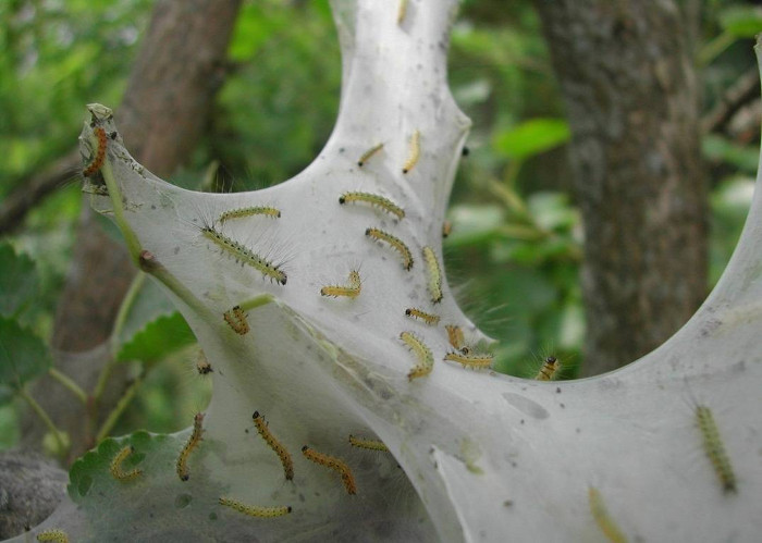 Picture 4 of Prickly before the worm turns everything into ... 'Egyptian mummy'