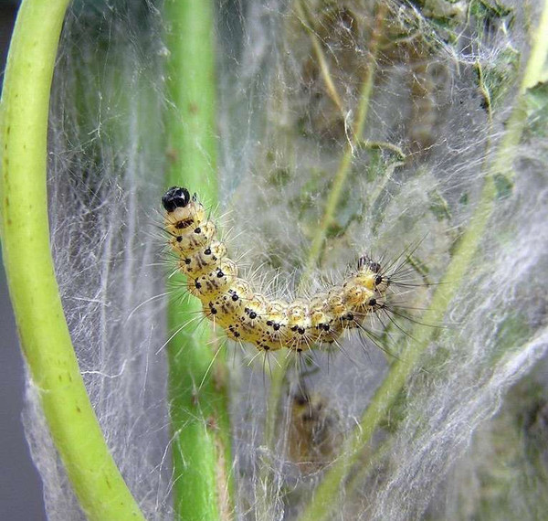 Picture 5 of Prickly before the worm turns everything into ... 'Egyptian mummy'