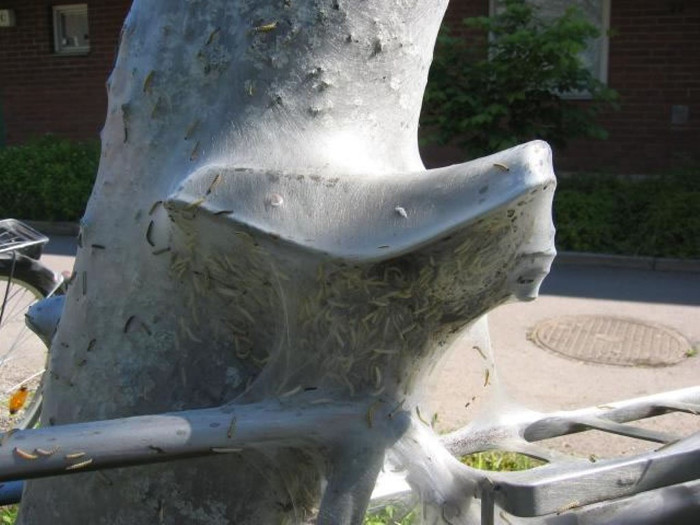 Picture 7 of Prickly before the worm turns everything into ... 'Egyptian mummy'