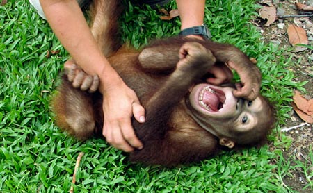 Picture 2 of Primate animals also know how to laugh