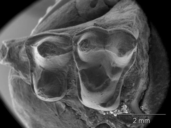 Picture 1 of Primate fossils were discovered in Texas