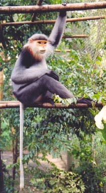 Picture 1 of Primate species can escape extinction