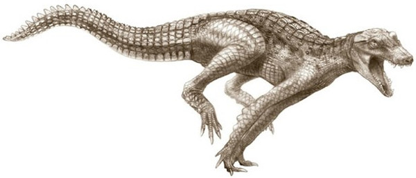 Picture 1 of Primitive crocodiles used to run on land like horses