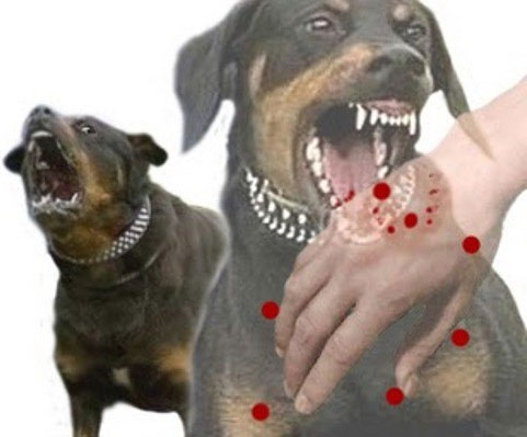Picture 1 of Principles for prevention of rabies in humans