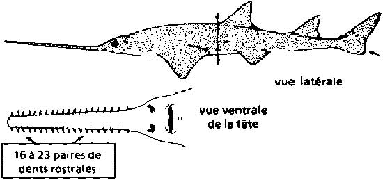 Picture 1 of Pristis perotteti swordfish