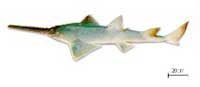 Picture 2 of Pristis perotteti swordfish
