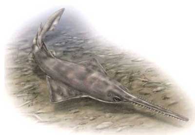 Picture 4 of Pristis perotteti swordfish