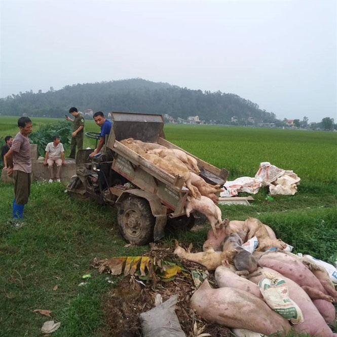 Picture 3 of Process of handling dead pigs due to disease