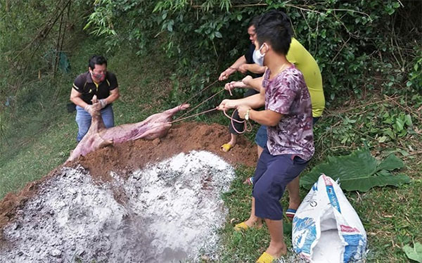 Picture 4 of Process of handling dead pigs due to disease