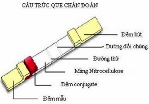 Picture 1 of Produces quick diagnostic rods for parasitic diseases