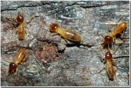 Picture 1 of Producing energy from termite gut